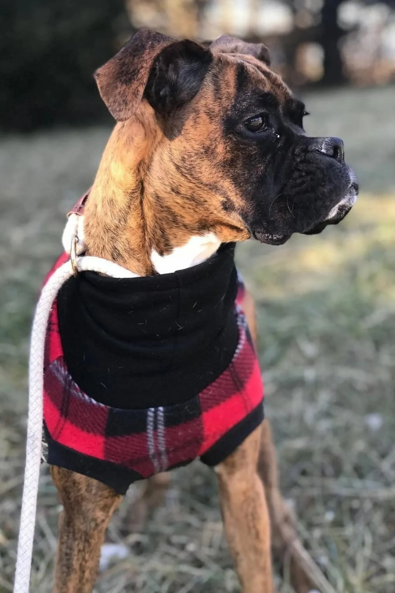 45% OFF SALE - Red & Black Plaid Dog Sweater - XXS